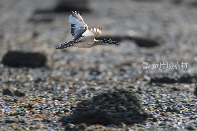 厚膝鸟:成年海滩厚膝或海滩石鸻(Esacus magnirostris)